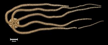 Media type: image;   Invertebrate Zoology OPH-4210 Description: Bottom of brittle star with mouth visible.;  Aspect: ventral